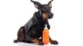 Doberman Pinscher Dog In A Tracksuit Holding A Sports Water Bottle On White Background. Generative AI