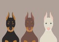 Doberman Pinscher dogs flat vector illustration. Purebred dogs in black, brown and albino phenotypes Royalty Free Stock Photo