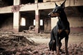 doberman pinscher exploring abandoned building, with its nose to the ground