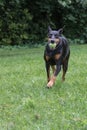 Doberman Pinscher fetching ball Royalty Free Stock Photo