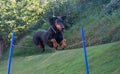 Doberman pinscher jumping Royalty Free Stock Photo