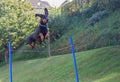 Doberman pinscher jumping Royalty Free Stock Photo