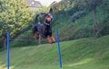 Doberman pinscher jumping Royalty Free Stock Photo