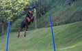 Doberman pinscher jumping Royalty Free Stock Photo