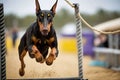doberman pinscher jumping over obstacle course Royalty Free Stock Photo