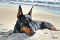 doberman pinscher lying on sun-drenched beach, with view of crystal-clear water
