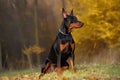 Doberman Pinscher - originated in Germany (Generative AI)