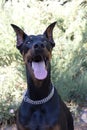 Doberman Pinscher outdoors at park. beautiful female dobie outside at sunset. Small crop ears with chain. Black and rust, tan dog