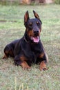 Doberman Pinscher outdoors at park. beautiful female dobie outside at sunset. Small crop ears with chain. Black and rust, tan dog