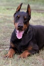 Doberman Pinscher outdoors at park. beautiful female dobie outside at sunset. Small crop ears with chain. Black and rust, tan dog