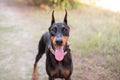 Doberman-pinscher outside close up of the face