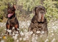 Doberman pinscher poses for the camera from Mastino Napolitano