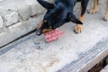 A Doberman Pinscher puppy chewing on a raw bone outdoors. The bl