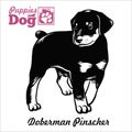 Doberman Pinscher puppy. Drawing by hand, sketch. Engraving style, black and white vector image.