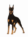Doberman pinscher realistic thinking bubble drawing background