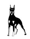 Doberman pinscher realistic  thinking bubble drawing	 background Royalty Free Stock Photo