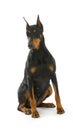 Doberman pinscher sitting Royalty Free Stock Photo