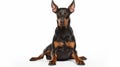 Doberman Pinscher sitting Royalty Free Stock Photo