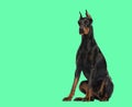 Doberman Pinscher sitting isolated on green Royalty Free Stock Photo