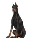 Doberman Pinscher sitting, isolated Royalty Free Stock Photo
