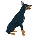 Doberman Pinscher sitting isolated on white background. Royalty Free Stock Photo