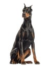 Doberman Pinscher sitting, looking away, isolated Royalty Free Stock Photo