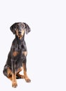 Doberman pinscher sitting Royalty Free Stock Photo