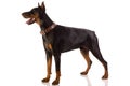 Doberman pinscher sitting on white background Royalty Free Stock Photo