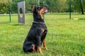 Doberman Pinscher in training of agility Royalty Free Stock Photo