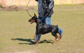 Doberman Pinscher in training Royalty Free Stock Photo