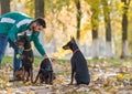 Doberman Pinscher in training Royalty Free Stock Photo