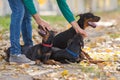 Doberman Pinscher in training Royalty Free Stock Photo