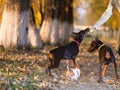 Doberman Pinscher in training Royalty Free Stock Photo