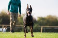 Doberman Pinscher in training