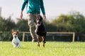 Doberman Pinscher in training Royalty Free Stock Photo