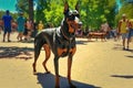 doberman pinscher walking through park on warm summer day