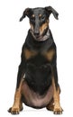 Doberman Pinscher, 8 years old Royalty Free Stock Photo