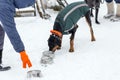 Doberman plays with its owner