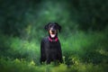 Doberman portrait in forest