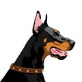 Doberman Portrait dog breed vector illustration