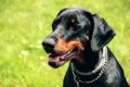 Doberman portrait of a head in background green grass