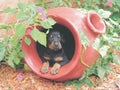 Doberman Puppy In Flower Pot