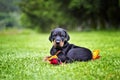 Doberman Puppy In Grass. Puppy Lies On The Green Grass