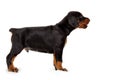 Doberman puppy in profile isolated on Royalty Free Stock Photo