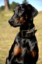 Doberman with restraining collar