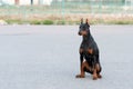 Doberman is sitting on an asphalt road.