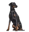 Doberman sitting in studio against white background Royalty Free Stock Photo