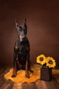 Doberman sitting with a vase with sunflowers