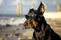 doberman in sleek sunglasses on a seaside jog