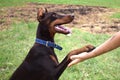 Doberman training, trust and loyalty between a dog and humans, Doberman and man`s paw as a sign of love and trust